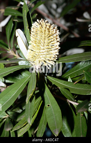 Young Coast Banksia flower spike - Banksia integrifolia Stock Photo