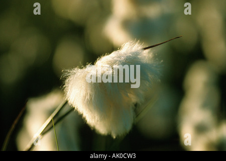 Common Cotton Grass / Scheuchzers Wollgras Stock Photo