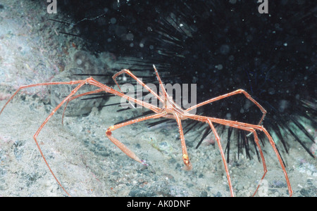 Atlantic Arrow Crab Stock Photo