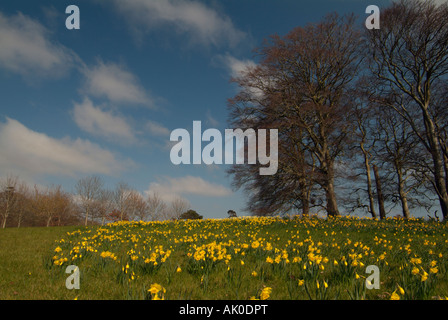 Grassy hill with daffodils throughout a copse of beech trees at the top ...