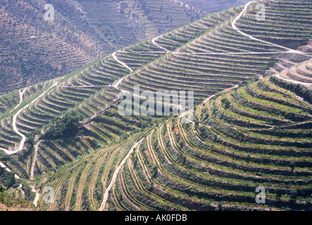 Europe Portugal Agriculture Vineyard Havesting Of Grapes For Port In 