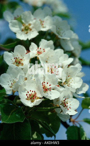 Birnbaum, pear tree Stock Photo - Alamy