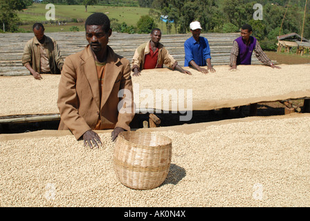Men turn the coffee beans as they dry on racks at the Negele pulperie, Yirgacheffe, Ethiopia Stock Photo