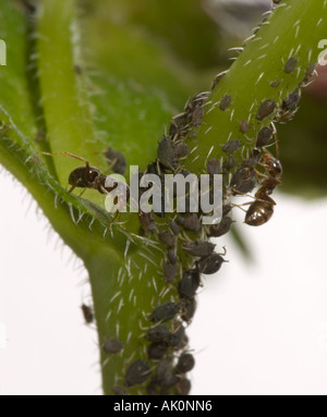 Terro liquid ant baits hi-res stock photography and images - Alamy