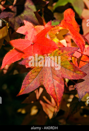 Red Maple Leaves Stock Photo