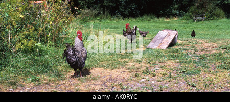 Free range chickens. Cockerels hens in farmyard garden Stock Photo