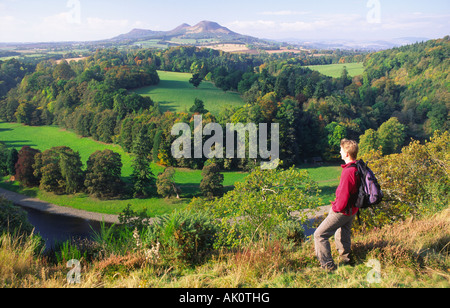 Autumn Scotts View in the Scottish Borders walker admiring the autumnal view across River Tweed to Eildon Hills Scotland UK Stock Photo