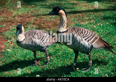 Nene birds, Branta sandvicensis, endemic, Kauai Hawaii North Pacific USA Stock Photo