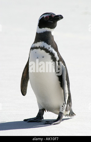 Megellanic penguin on the beach of South Georgia Island.Antarctica. Stock Photo