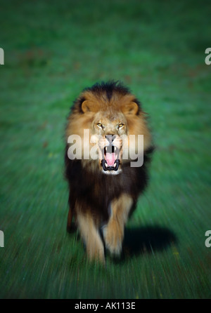 Roaring African Lion running towards camera Animal Model  Stock Photo