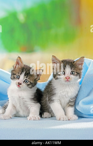 domestic cat - two kittens on blanket Stock Photo