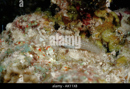 Red Sea Combtooth Blenny Stock Photo