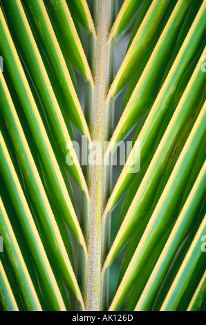 Close up of tropical palm frond Stock Photo