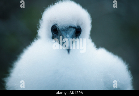 Red-footed Booby Stock Photo