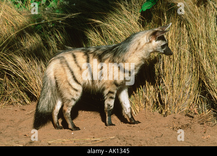 AARDWOLF Proteles cristatus Stock Photo - Alamy