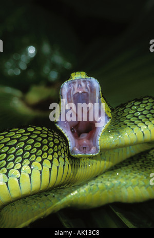 Sedge viper Atheris nitchei Strikes with an open mouth Central Africa Stock Photo