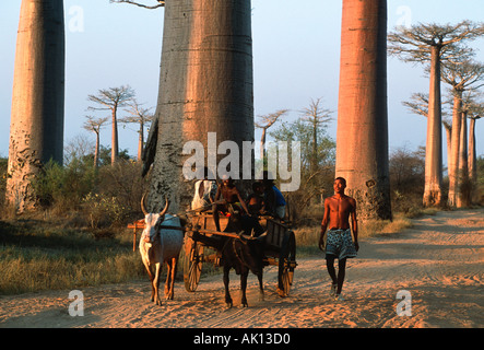 Avenue du Baobabs Baobab trees Adansonia grandideri Madagascar Stock Photo