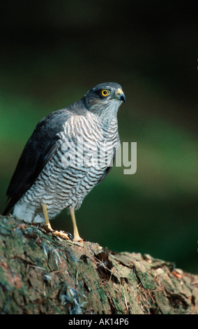 Northern Sparrowhawk / Sperber Stock Photo