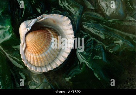 Common European Cockle / Essbare Herzmuschel / Gemeine Herzmuschel Stock Photo