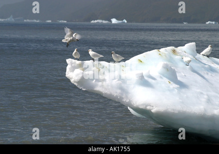 Snow Petrels Pintado Petrel standing on a small iceberg off St Andrews Bay South Georgia Islands Scotia Sea Stock Photo