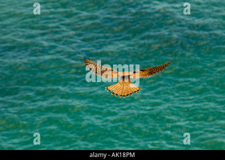 KESTREL HUNTING FOR FOOD OVER CLIFFS IN THE WEST OF ENGLAND Stock Photo