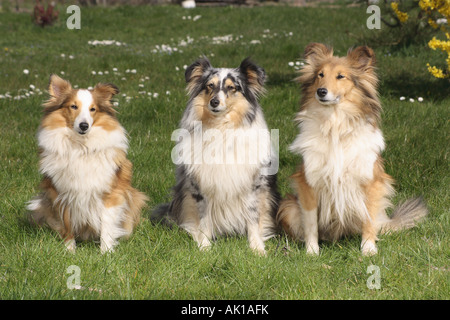 three Shelties - sitting on meadow Stock Photo
