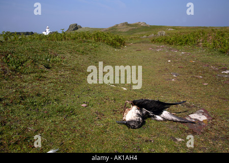 Dead bird - Manx shearwater (Puffinus puffinus) partly decomposed ...