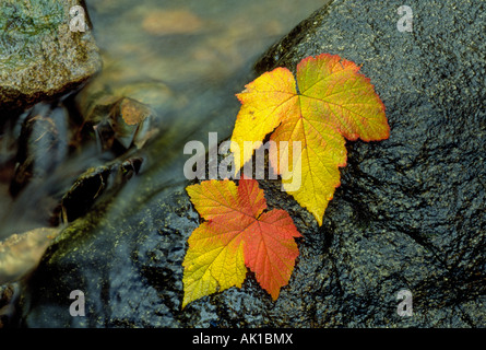 The leaves of a thimbleberry plant lie next to a mountain spring turn color in autum or fall Stock Photo