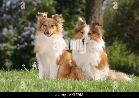 two Collies sitting in the meadow Stock Photo