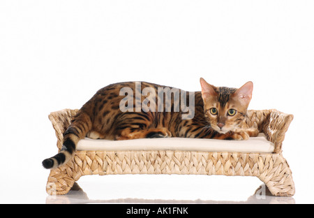 Bengal cat - lying on sofa Stock Photo
