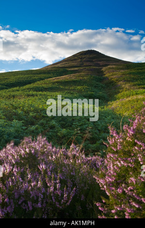 Sugar Loaf Mountain Black Mountains Brecon Beacons National Park with heather in foreground Stock Photo