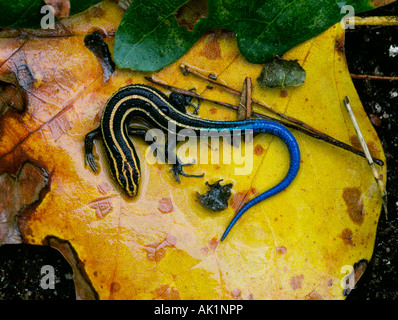 Portrait of a southeastern five lined skink Eumeces fasciatus also called a blue tailed skink on a tulip tree leaf Stock Photo