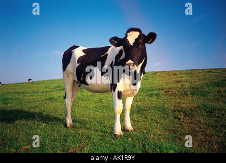 UK. England. Somerset. Farming. Calf on hill at North Cadbury Castle. Stock Photo