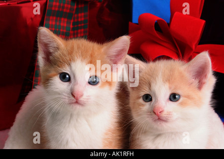 Two Christmas Kittens Stock Photo