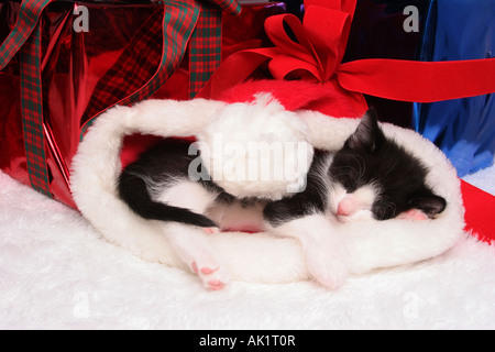 A domestic baby kitten sleeping in a santa hat by Christmas presents Stock Photo