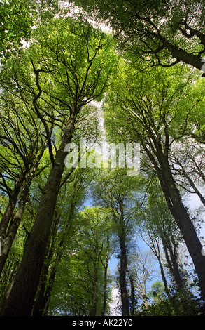 beech trees Fagus sylvatica looking upwards to sky Stock Photo