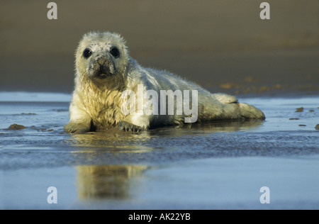 grey seal pup Halichoerus grypus autumn Stock Photo