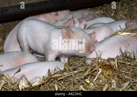 young middle white piglets on a farm Stock Photo