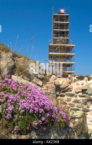arsenic calciner at Botallack with wild thyme in foreground process of preservation St Just cornwall Stock Photo