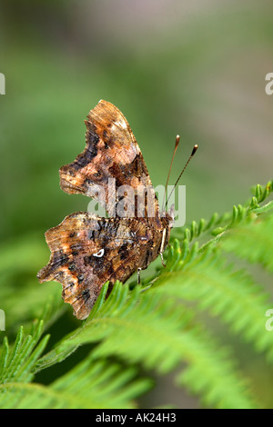 comma butterfly Polygonia c album showing comma mark on underwing cornwall Stock Photo