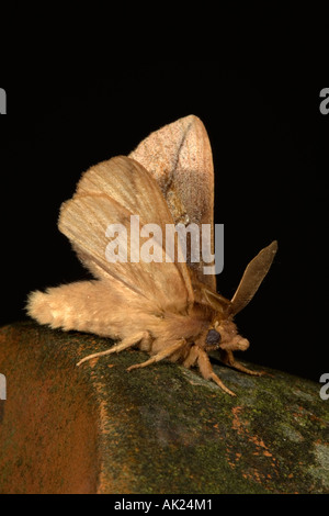 drinker moth Euthrix potatoria summer cornwall Stock Photo