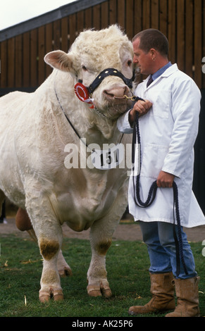 County Show 1990s UK Winner Prize Bull and his handler. Newark Nottinghamshire England Nottingham  90s HOMER SYKES Stock Photo