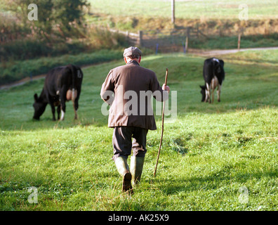A yorkshire farmer bringing his cows in for milking at Helmsley UK Stock Photo