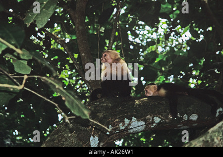 MANUEL ANTONIO COSTA RICA CENTRAL AMERICA August Two of the over tame White Faced Capuchin Monkeys Stock Photo