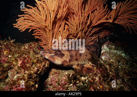 Swell shark Cephaloscyllium ventriosum is one of the few sharks to lay an egg Its mottled pattern helps it blend into its kelp forest home California Pacific Ocean Stock Photo