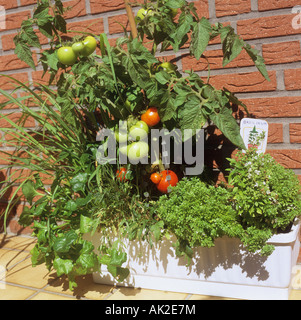 tomatoes and herbs in pot Stock Photo