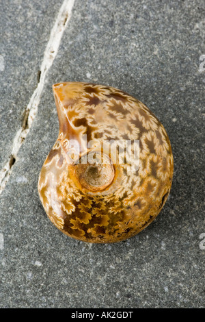 Polished ammonite fossil from Madagascar, showing sutures Stock Photo