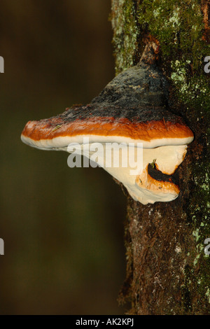 red banded polypore / Fomitopsis pinicola Stock Photo