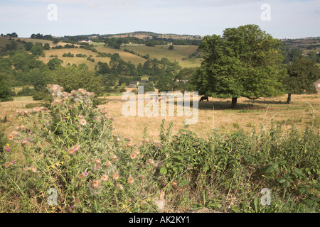 Scenery near Ilam village Peak district national park, Derbyshire, England Stock Photo