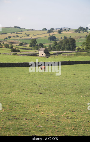 Scenery with stone barn near Ilam, Peak district national park, Derbyshire, England Stock Photo